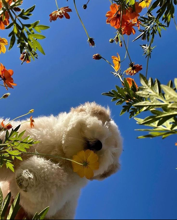 🌼