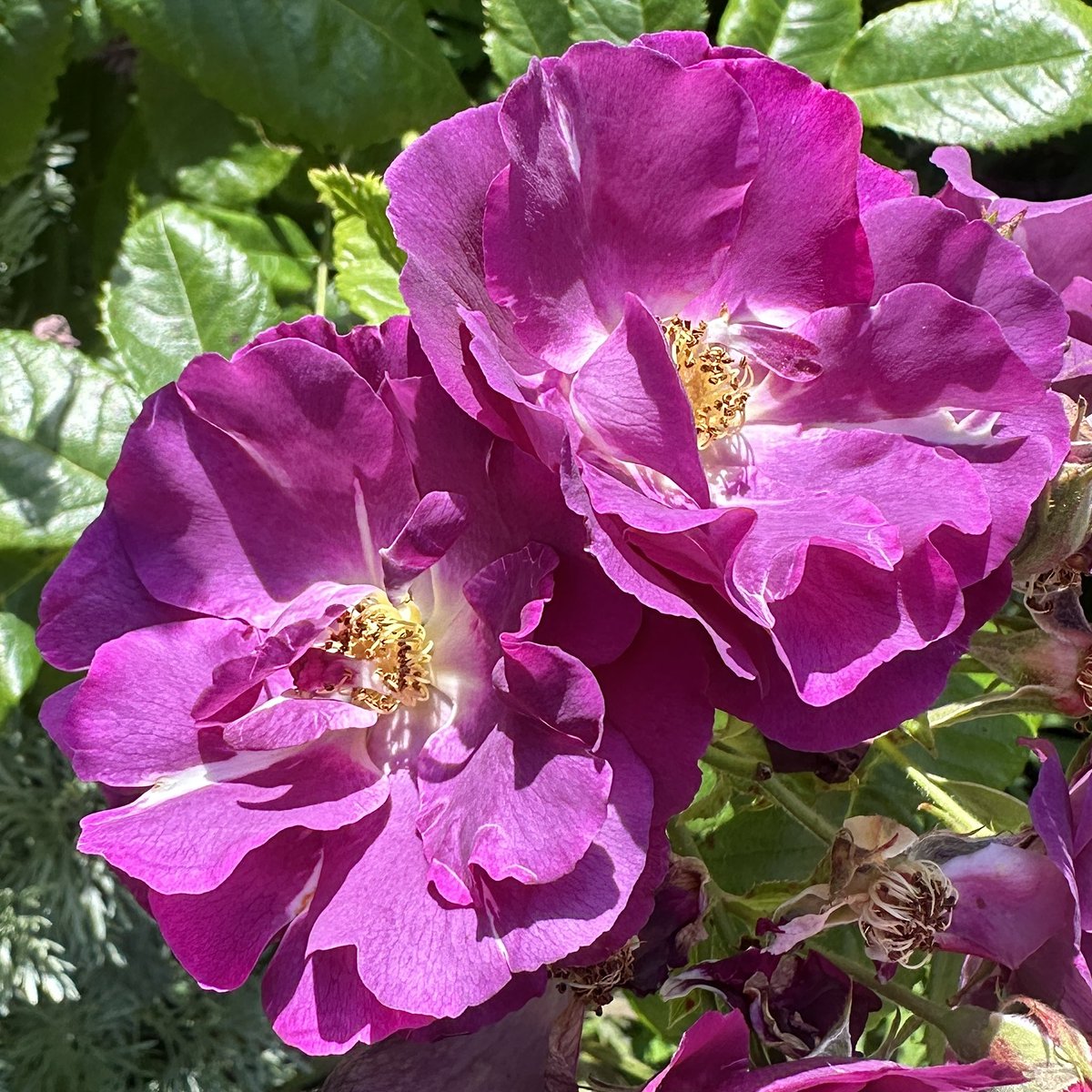 Makinggardens tweet media