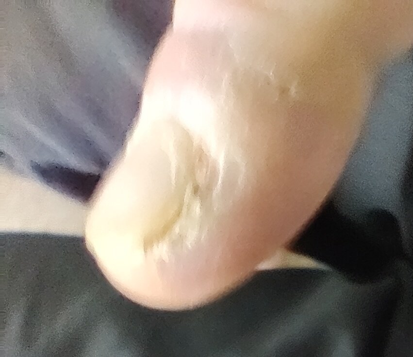 Grrrrranosaurus Dex tweet media