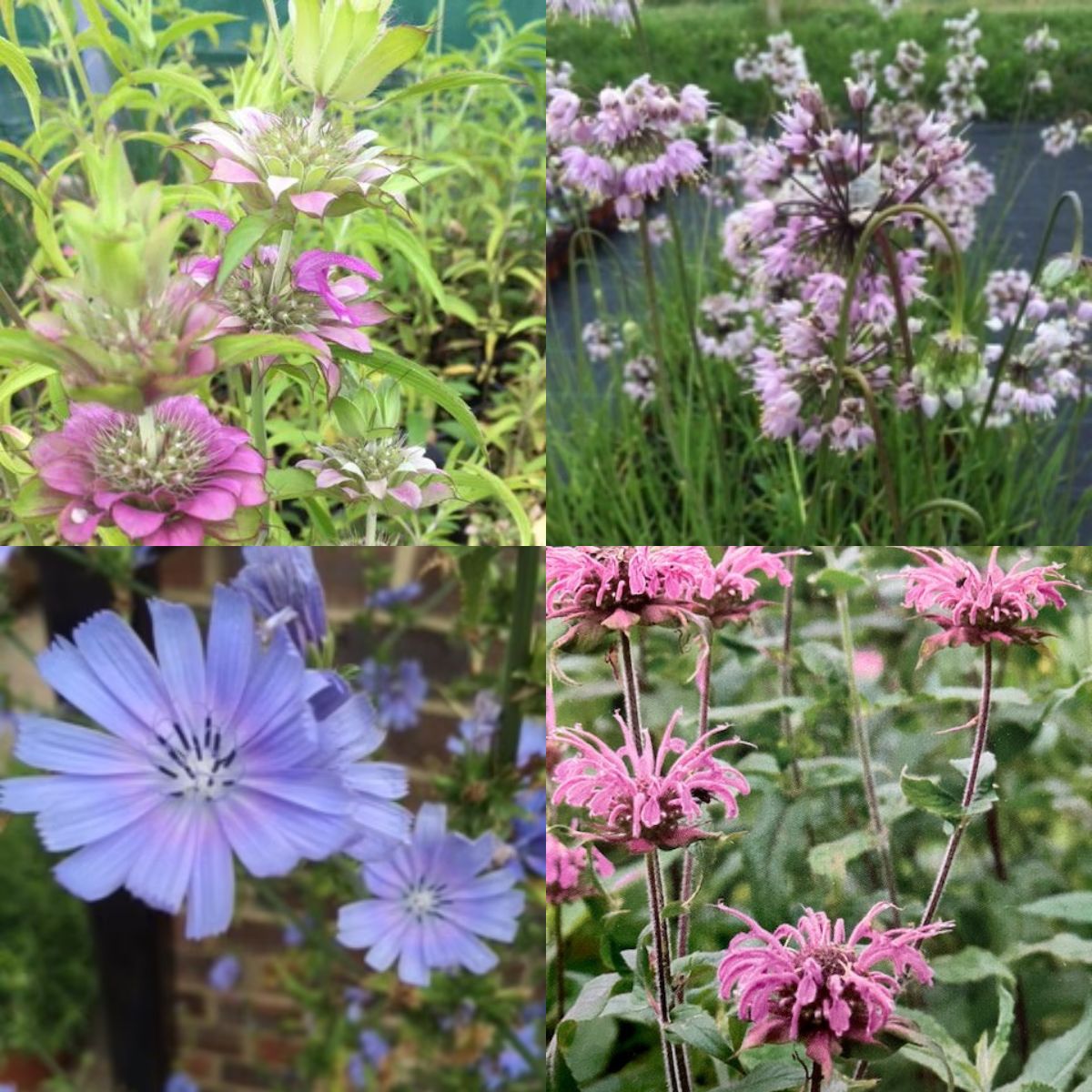 culinaryherbco's tweet photo. Have you tried edible flowers yet? They make brilliant decorations for drinks or accompaniments to salads! #Gardening #Herbs #CulinaryHerbs https://t.co/djaI6voTNR