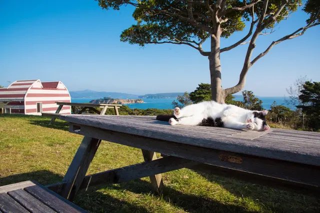 lo_olc_cl's tweet photo. 宮城県石巻市にきれいな海がある網地島があるよ🏝️
その近くに猫の島と呼ばれている田代島があって、とてものんびりできます🐈
おすすめー！！
#おほほ https://t.co/WO8qwOWiHN