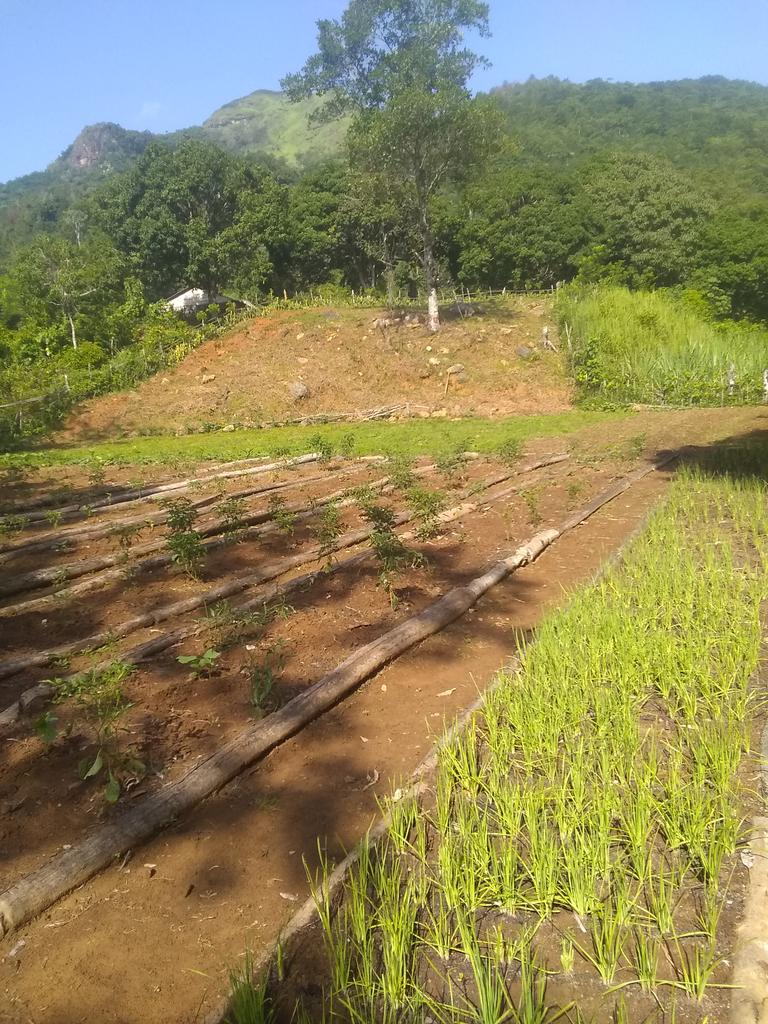 Cruzando el río llegamos  hasta el huerto  en la Sierra Maestra .
#EducaciónMasó. 
#EducaciónGranma.