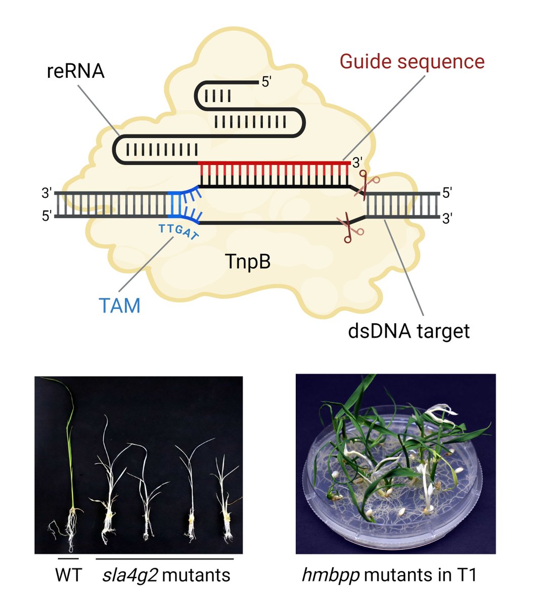 Kutub (@kutub_joy) on Twitter photo Excited to share our latest <a href="/PlantBiotechJ/">Plant Biotechnology Journal</a> article! We've developed a #miniature_genome_editor for plants using #TnpB nuclease. It's only 1/3rd the size of #Cas9/Cas12a and can access genomic loci that Cas9 can't reach.
onlinelibrary.wiley.com/doi/full/10.11…
1/2
#CRISPR #GenomeEditing Excited to share our latest <a href="/PlantBiotechJ/">Plant Biotechnology Journal</a> article! We've developed a #miniature_genome_editor for plants using #TnpB nuclease. It's only 1/3rd the size of #Cas9/Cas12a and can access genomic loci that Cas9 can't reach.
onlinelibrary.wiley.com/doi/full/10.11…
1/2
#CRISPR #GenomeEditing