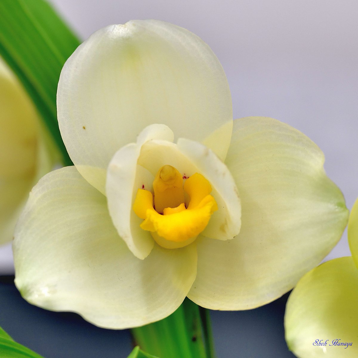 Shoh_Hanaya's tweet photo. Lyc. Princess Takamado's Pride
 'Haru Ichika'

2/2
Lycaste(Lyc.)
#世界らん展2024 #世界らん展 
#Orchids #flowers #orchidshare https://t.co/hFLHZidb0T