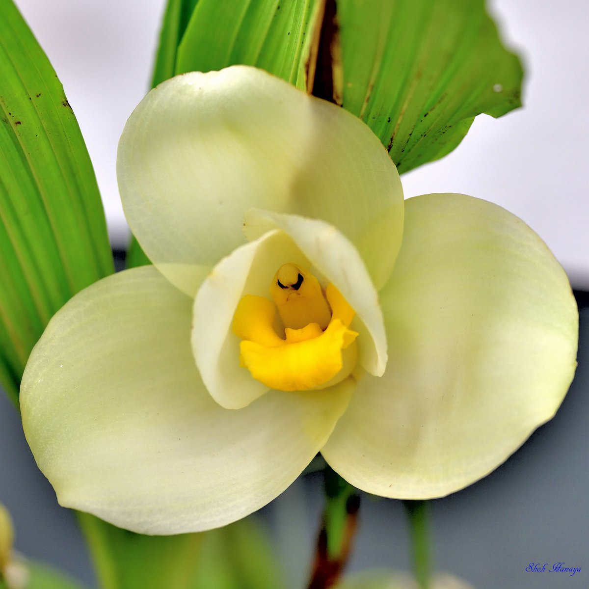 Shoh_Hanaya's tweet photo. Lyc. Princess Takamado's Pride
 'Haru Ichika'

2/2
Lycaste(Lyc.)
#世界らん展2024 #世界らん展 
#Orchids #flowers #orchidshare https://t.co/hFLHZidb0T