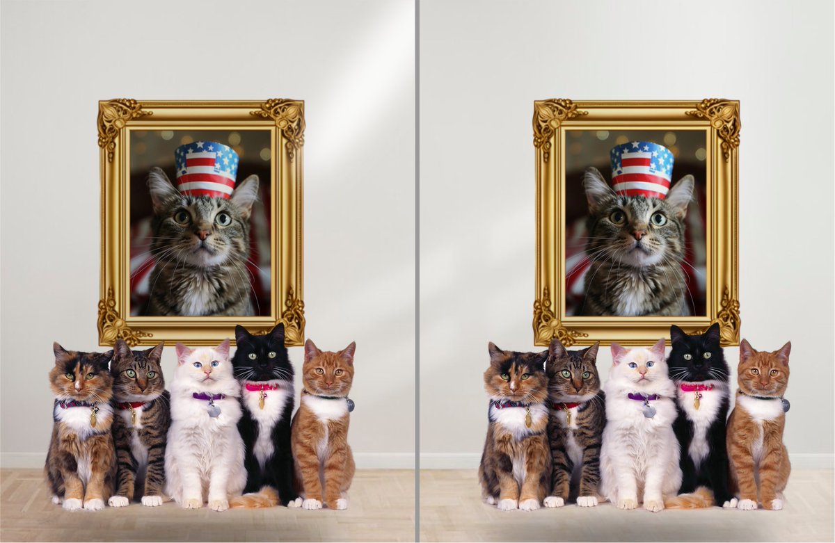 4mericats's tweet photo. 🛎️USACAT QUIZ
Search and find 3 differences in the #USACAT 🖼️image below. Then tweet a picture of your findings, tag account @4mericats, and use the hashtag #USACATChallenge. 

The 3 correct and fastest responders will win special prizes https://t.co/gGAZ1hnv6B