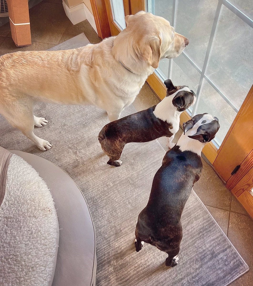 JellyBeanGummyB's tweet image. Watching raindrops dance 💦
#groupactivity #doglover #bostonterrier #labrador #dogsoftwitter