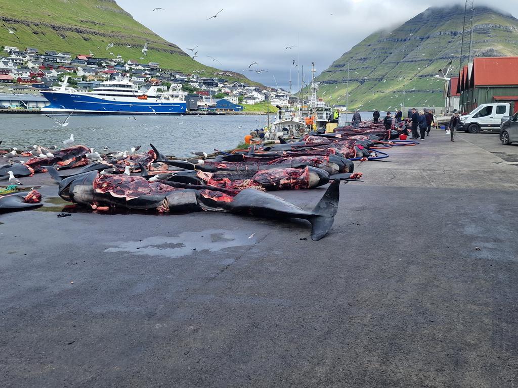 Gruwelijk dit te zien het afslachten van de grienden 
Moet echt verboden worden!!!
#FaroeIslands #Grindadráp
