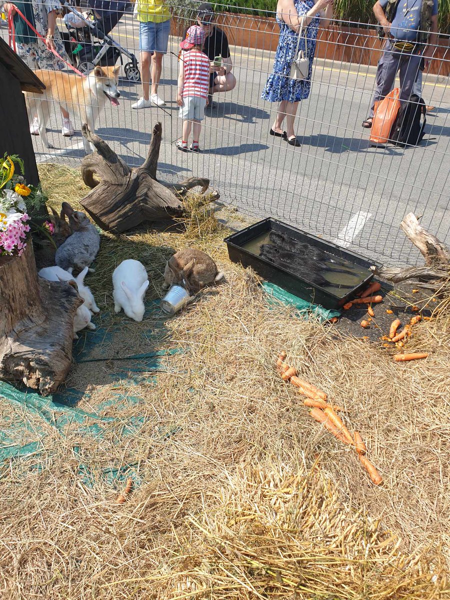 🐾✉️ TK Spice "Mīluļu diena": asfalta vidū bars ar trušiem, gailis un laikam nūtrijas. Karsti, papildus ēnas nav. Nūtrijas izskatās vēl bēdīgāk, mazā bļodā, tiešā saulē. Briesmīgi, ka rīkotāji to pieļauj - tīri izklaidei, klientu piesaistei.
❓Kā to mainīt?

📷 Paula Moļa