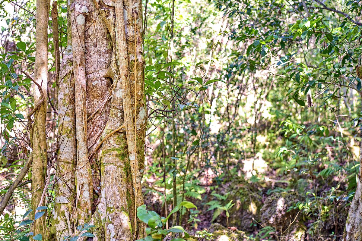 #DYK?: The trees you find on Miami-Dade's Environmentally Endangered Lands aren't just for beauty. They produce the oxygen we breathe, filter drinking water, protect homes from storms, absorb floodwaters and cool nearby “heat islands. ” #MiamiDadeEEL info: spr.ly/6018gNf1r