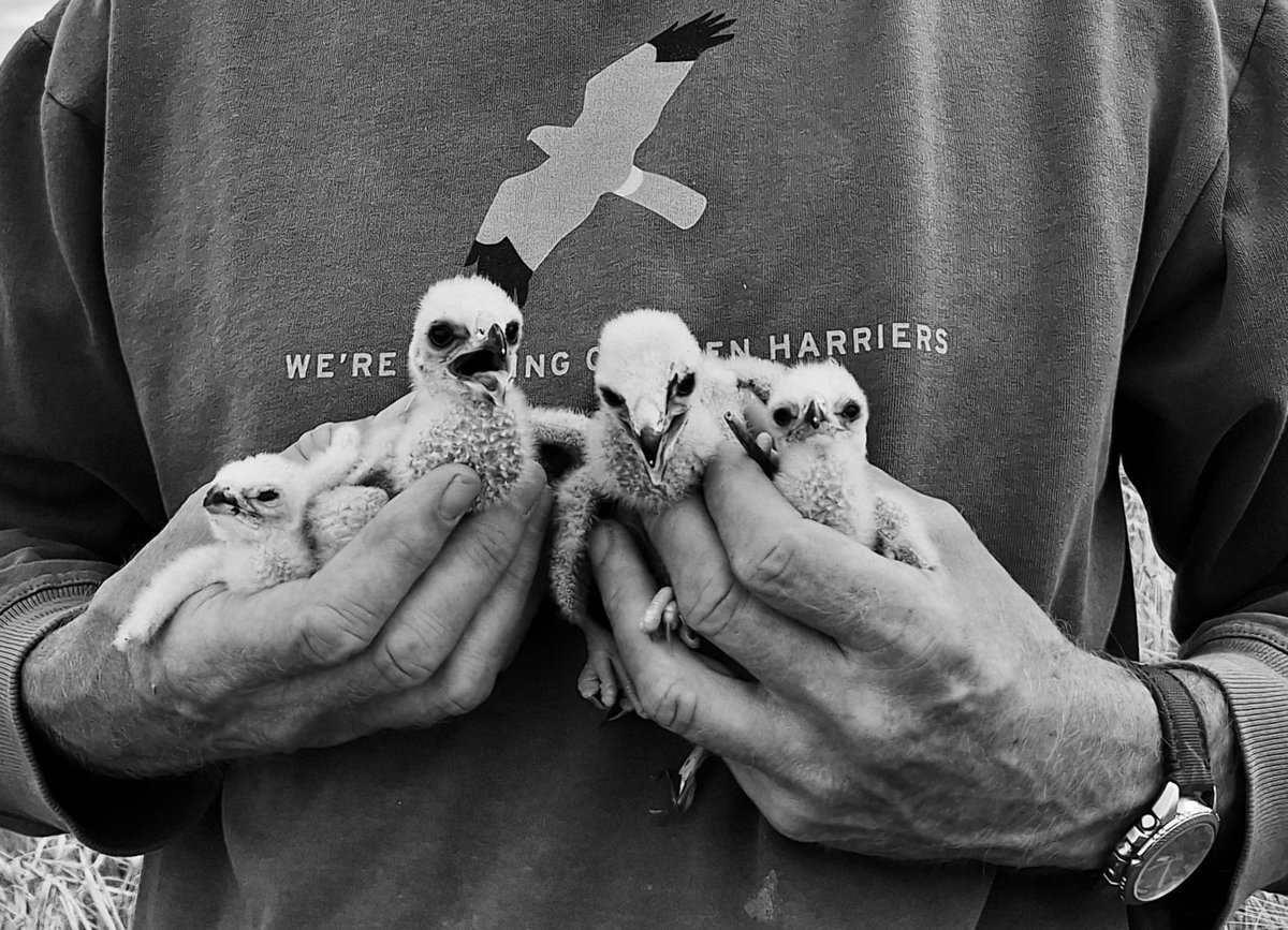 janploeger66's tweet photo. Gerstoogst in t Oldambt. Met bereidwillige akkerbouwer succesvol nest bruine kieken beschermd. Nu duimen dat ze t gaan redden. @grauwekiek @provgroningen @RJvdLeij @vogelnieuws https://t.co/mvd7hrLVAJ
