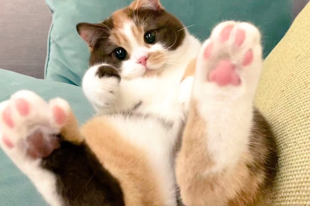 Tinasius 🌍🇩🇰🌏🦉🌎 tweet media