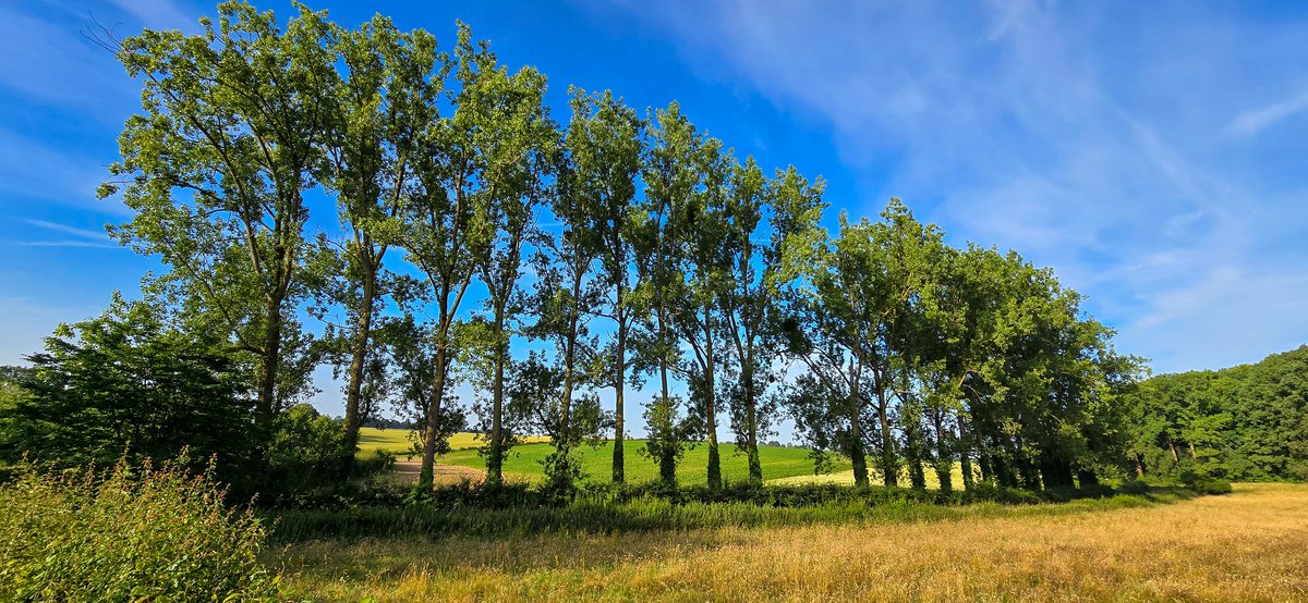 marcelbar8's tweet photo. Geniet weer van 'n prachtige wandeling door zonnig en warm @magnifiekZL. Intussen 18 km gelopen. Liet #Banholt (F1), #Mheer (F4), 't buurtschap #Libeek en het schitterende #Savelsbos (F2/F3) al achter me. Dat Savelsbos is 'n schatkamer van biodiversiteit en daarom uniek voor NL. https://t.co/JHbjXp18La
