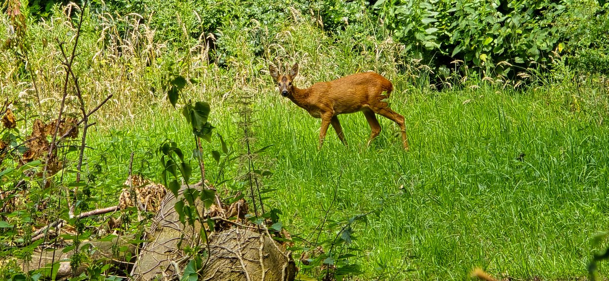 marcelbar8's tweet photo. Geniet weer van 'n prachtige wandeling door zonnig en warm @magnifiekZL. Intussen 18 km gelopen. Liet #Banholt (F1), #Mheer (F4), 't buurtschap #Libeek en het schitterende #Savelsbos (F2/F3) al achter me. Dat Savelsbos is 'n schatkamer van biodiversiteit en daarom uniek voor NL. https://t.co/JHbjXp18La
