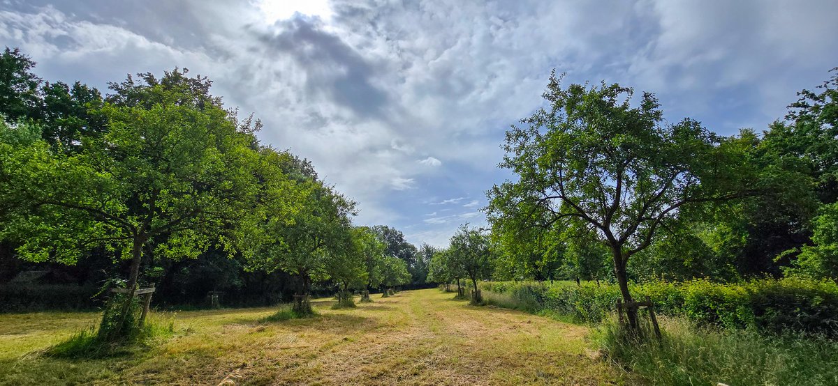 marcelbar8's tweet photo. Geniet weer van 'n prachtige wandeling door zonnig en warm @magnifiekZL. Intussen 18 km gelopen. Liet #Banholt (F1), #Mheer (F4), 't buurtschap #Libeek en het schitterende #Savelsbos (F2/F3) al achter me. Dat Savelsbos is 'n schatkamer van biodiversiteit en daarom uniek voor NL. https://t.co/JHbjXp18La