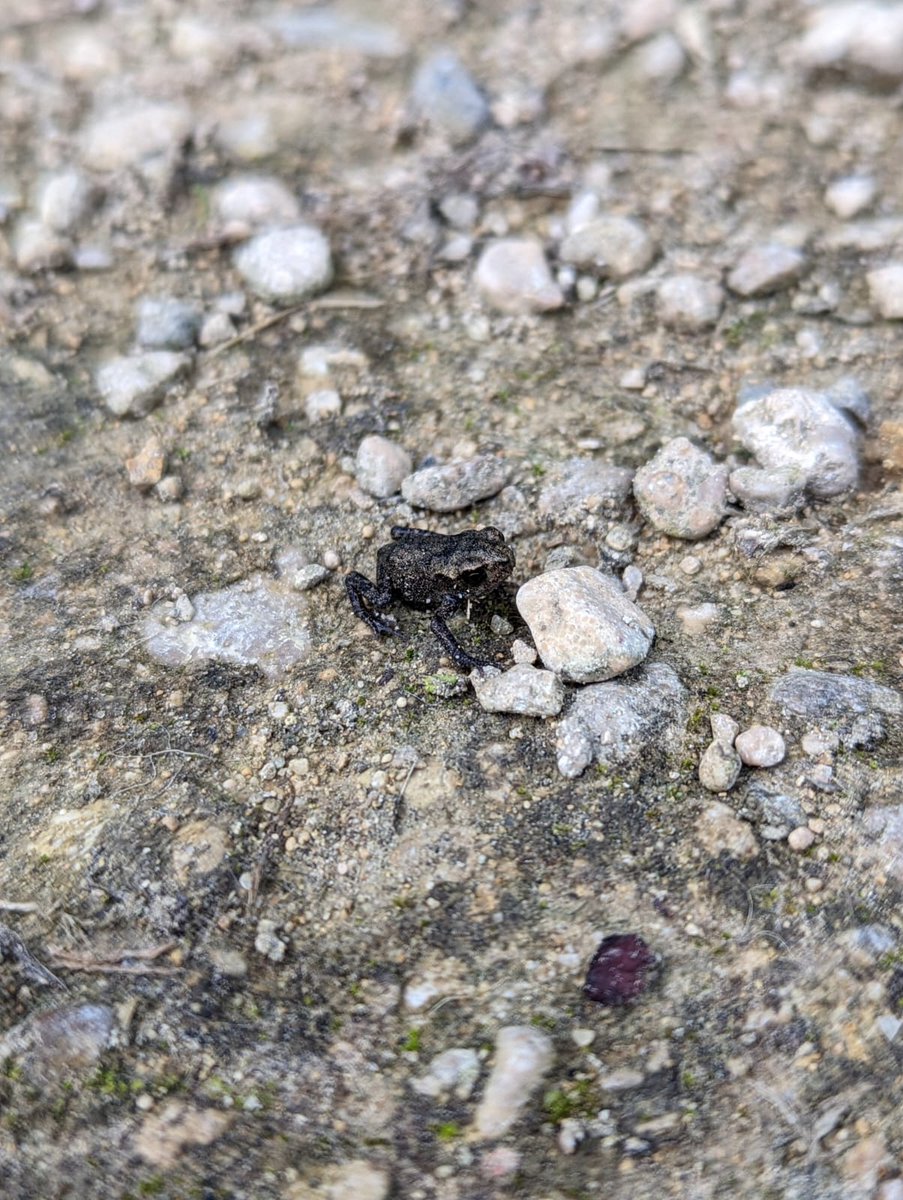 froglifers's tweet photo. Our #LondonBlueChain Trainees were treated to a path full of tiny toadlets on their way to work this week at @lesnes_abbey! 

English folklore from the 12th century, when Lesnes Abbey was founded, believed a #CommonToad crossing your path was lucky!

@HeritageFundUK @LBofBexley https://t.co/ytOH8pxmPt