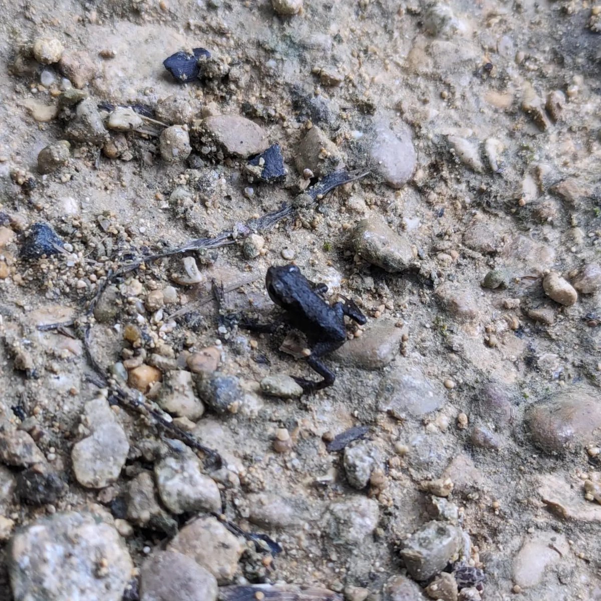 froglifers's tweet photo. Our #LondonBlueChain Trainees were treated to a path full of tiny toadlets on their way to work this week at @lesnes_abbey! 

English folklore from the 12th century, when Lesnes Abbey was founded, believed a #CommonToad crossing your path was lucky!

@HeritageFundUK @LBofBexley https://t.co/ytOH8pxmPt