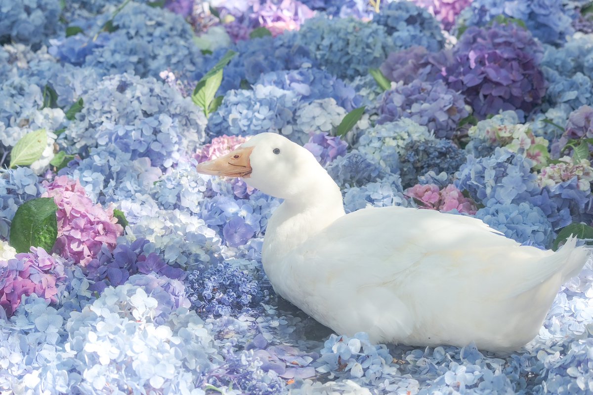 梅雨の朝陽と戯れて。