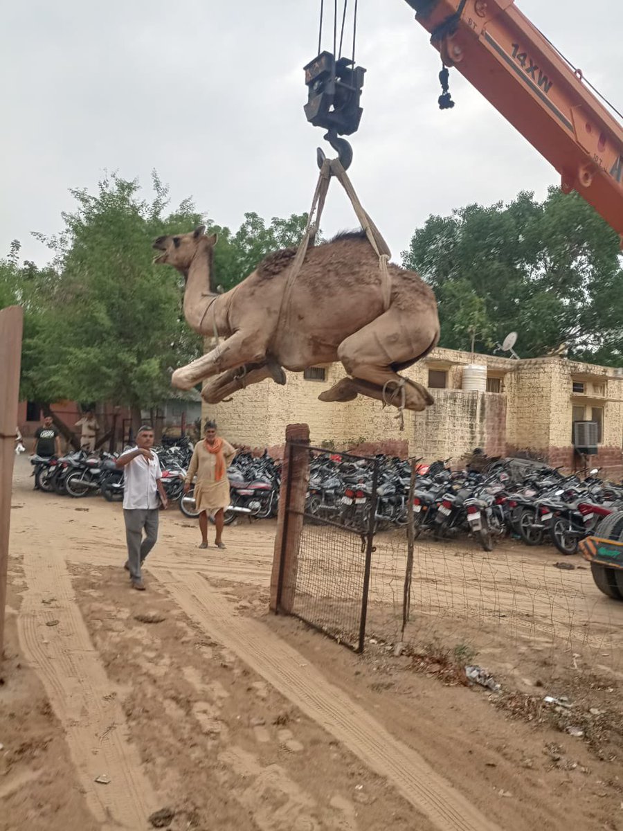 कृष्ण गोपाल शास्त्री प्रदेश संयोजक (@shastri_ji44) on Twitter photo राजस्थान से लगातार ऊँट कम हो रहे है।
गौ माता के साथ साथ “विशेष समुदाय” के लोग ऊँट की तस्करी भी बड़े लेवल पर कर रहे है।
अब राजस्थान पुलिस ने दिलशाद ख़ान को गिरफ़्तार किया है।
और 10 ऊँट को भी बरामद किया है जिनको बांध कर ट्रक में लेकर जा रहे थे।
<a href="/BhajanlalBjp/">Bhajanlal Sharma</a> <a href="/RajCMO/">CMO Rajasthan</a> राजस्थान से लगातार ऊँट कम हो रहे है।
गौ माता के साथ साथ “विशेष समुदाय” के लोग ऊँट की तस्करी भी बड़े लेवल पर कर रहे है।
अब राजस्थान पुलिस ने दिलशाद ख़ान को गिरफ़्तार किया है।
और 10 ऊँट को भी बरामद किया है जिनको बांध कर ट्रक में लेकर जा रहे थे।
<a href="/BhajanlalBjp/">Bhajanlal Sharma</a> <a href="/RajCMO/">CMO Rajasthan</a>