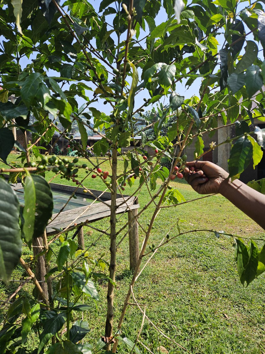 What does it take to do #coffee research in #Uganda? Awesome community partners, driving on the left side of a wrecked dirt road, and the ability to hike long distances &amp; steep hillsides in a skirt. <a href="/Lehigh_CAS/">Lehigh CAS</a>