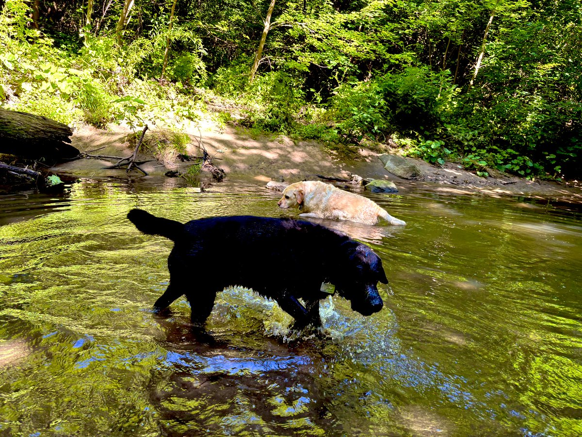 NikeyTeddy's tweet photo. Having some dirty mucky fun at the ravine. Who else loves dirty dogs? 😂🐾 #labs #dirtydogs #longweekend #vibes https://t.co/Kb9IQIUDoO