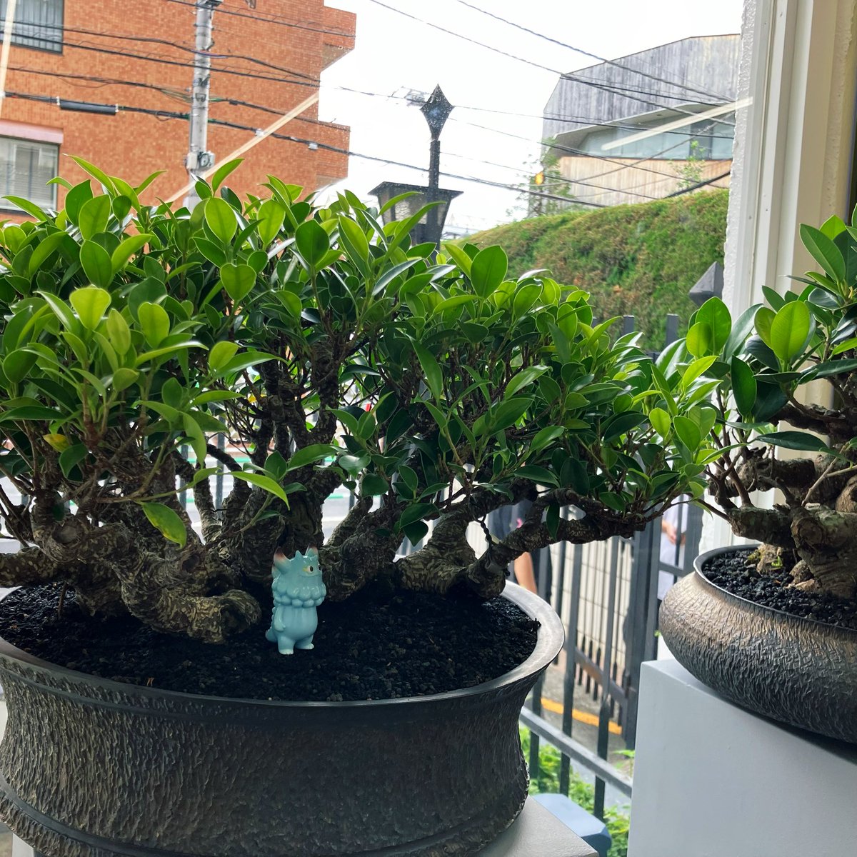 DISC_IN's tweet photo. 秀和代官山レジデンスでの「GOUJINxT9G×BOTANIZE」へ。
陶器、鉢植えという全く知らない世界との合同作品が新鮮で面白かったです。そして陶器のようなカラーのランジアス!Tシャツへのシルクスクリーンサインもありがとうございました!
#T9G #goujin #botanize https://t.co/B1aK5S5Dpz