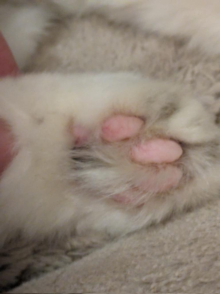 11risa24risa's tweet photo. 最近、肉球の隙間がもじゃもじゃすぎて(泣)
用途をなしていない現状💦 https://t.co/mHY2JFlnuv