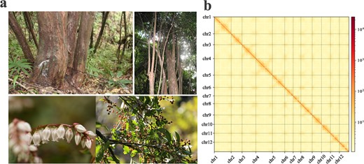 Hortres's tweet photo. A high-quality genome assembly of Vaccinium duclouxii reveals molecular mechanisms for sugar, acid, and anthocyanin biosynthesis. #Genomics #BlueberryBreeding @OxfordJournals
Details:https://t.co/Pz6vqu1wod https://t.co/z2qZkGYzPn