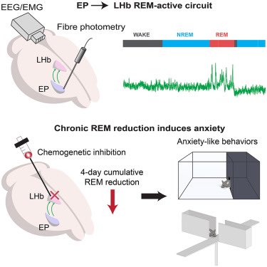 Fresh in <a href="/CurrentBiology/">Current Biology</a> , <a href="/vivien_ba/">Wei Ba</a>’s excellent research identifying a basal ganglia (!) circuitry (SOM neurones in the entopeduncular nucleus/GPi -&gt; LHb -&gt; VTA pathway ) which is REM active, and affects anxiety-like behaviour in mice! 

sciencedirect.com/science/articl…