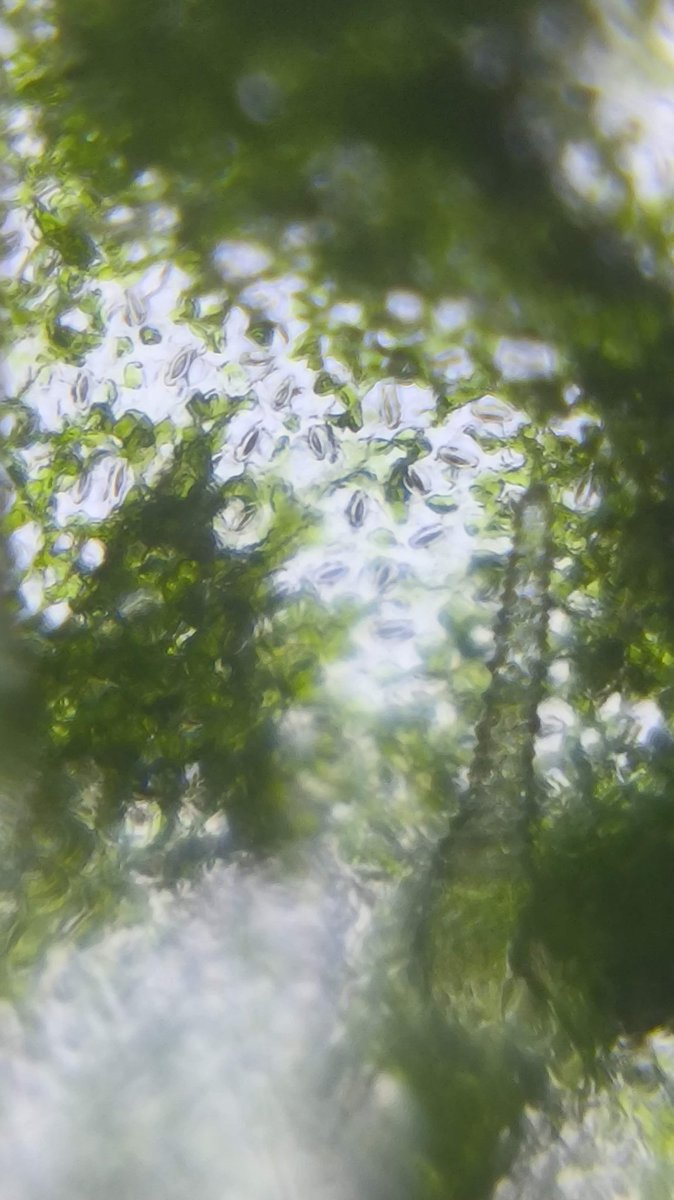 MMopatnsf's tweet image. இலைதுளைகள்