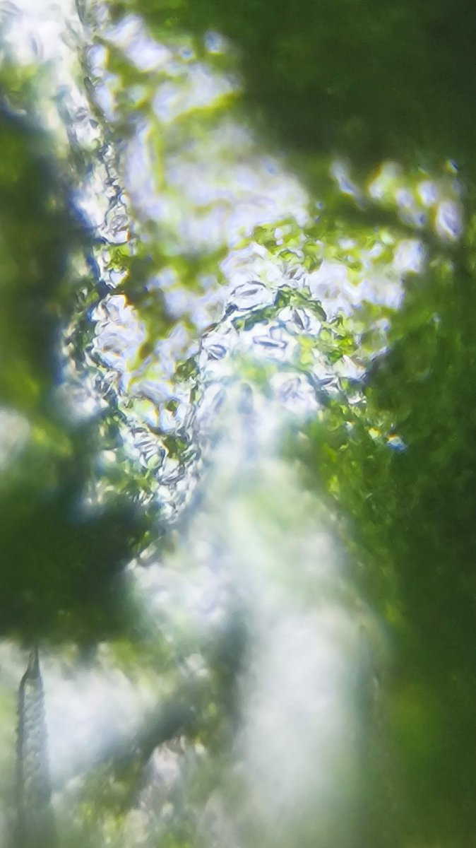 MMopatnsf's tweet image. இலைதுளைகள்