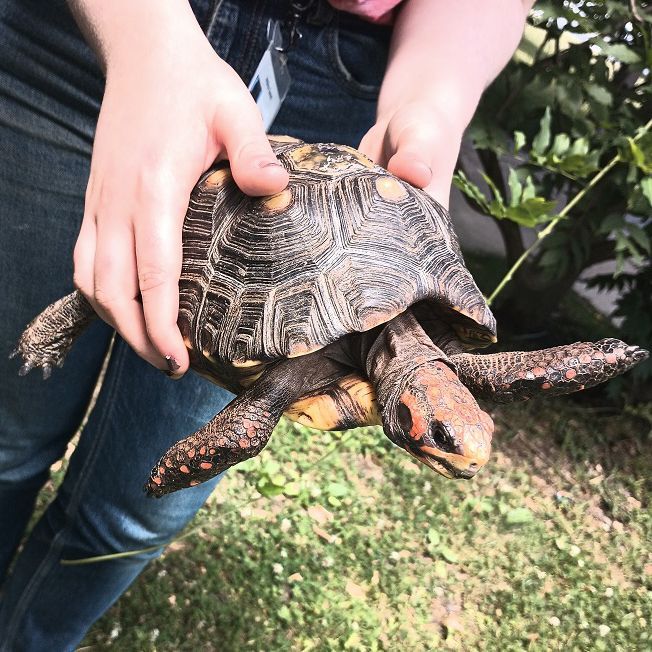 PerkinsLibrary's tweet photo. A group of @PerkinsVision Outreach students and #Library #SummerReading participants learned so much from #Animal World Experience on Thursday! π’ Keep up with events like this by subscribing to our #PerKIDS email newsletter: https://t.co/s1ohKaJgd1 https://t.co/RjcXIvemO4
