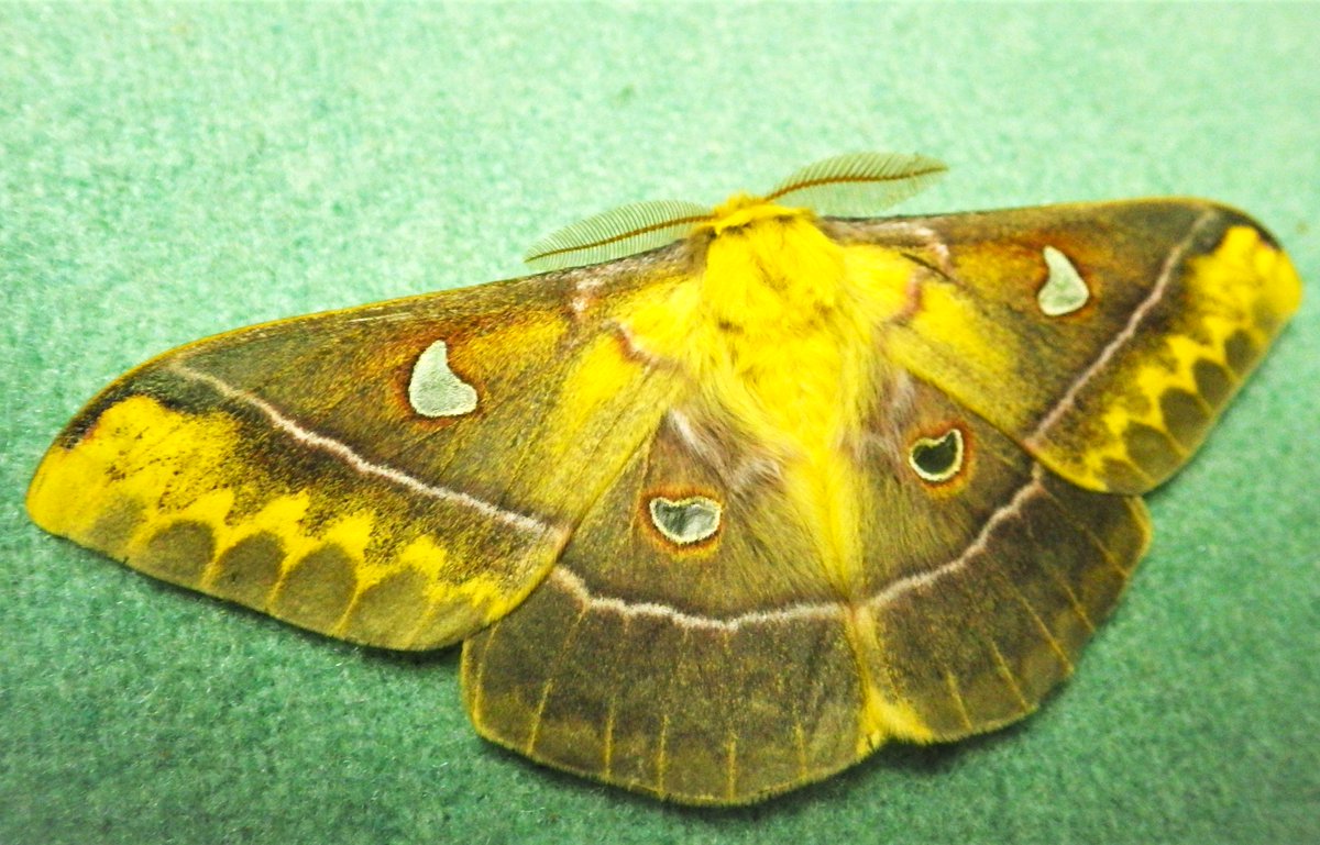 auster180xtt's tweet photo. #insectweek2024
もす https://t.co/hOJM4H2EIq