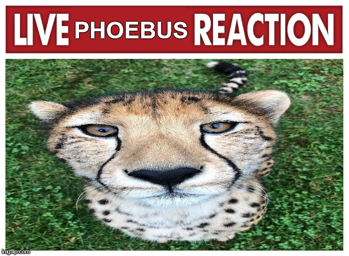 King Phoebus tweet media