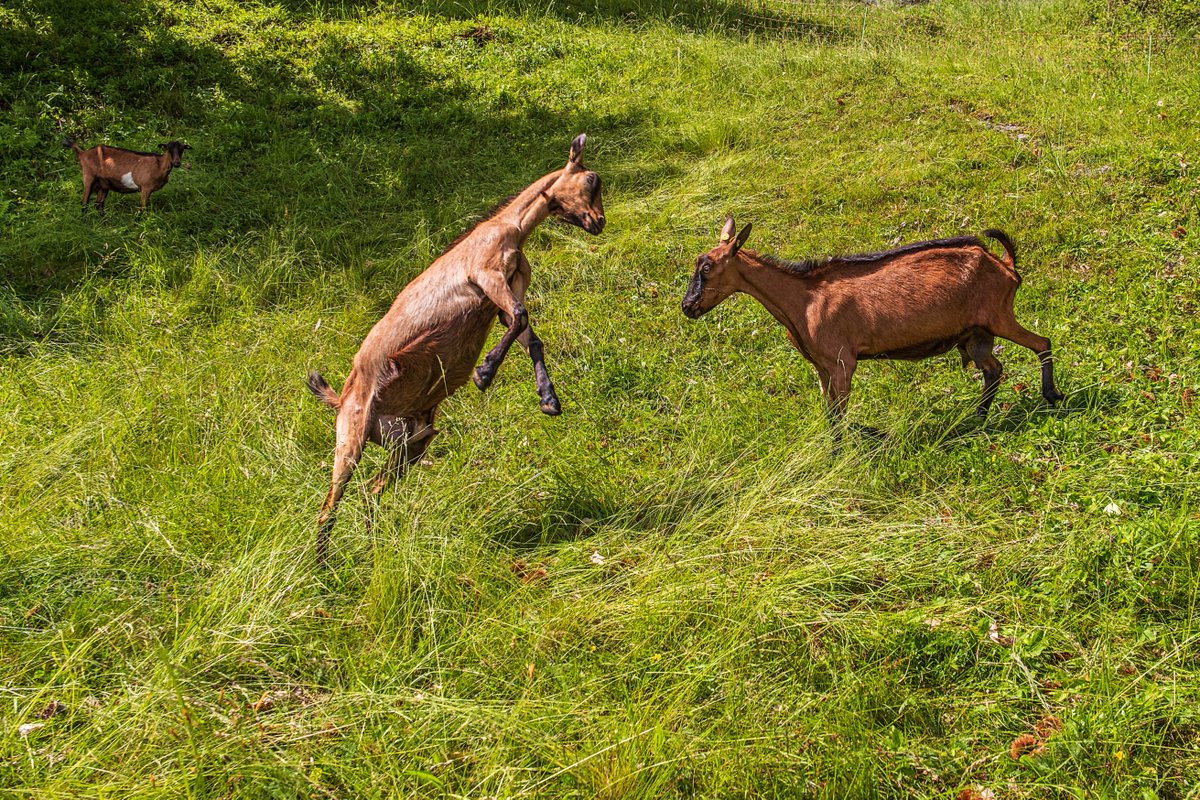 slitoff's tweet image. Check out this photo I have for sale of head-butting playful goats.  1-stuart-litoff.pixels.com/featured/head-…

#goats #headbutt #play #playful #farm #farmanimals #goatfarming #goatfarm #two #pair #duo #animalphotography