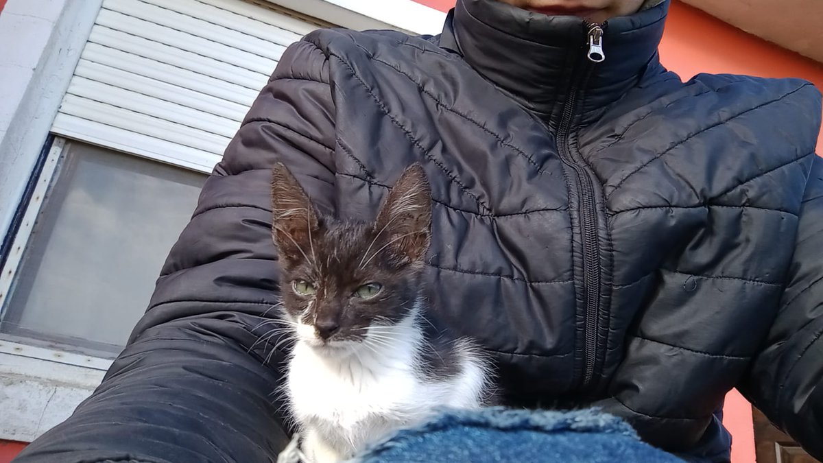 KsFrankooo's tweet photo. El otro día tiraron una gatita en plena ruta y lluvia, justo pasamos con mí viejo, no la dudamos y ahora tenemos nueva integrante en la familia https://t.co/HPFCGcF7uV