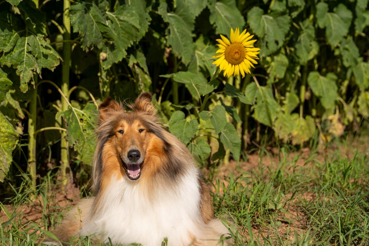 Nothing says summer like sunflowers! Am I right, my Aggies???? 🤩✨🌻