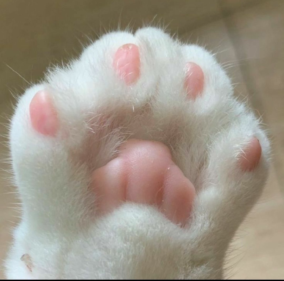 Lindy112233's tweet image. Hi Everyone! 
It&apos;s #Caturday 🩷
#toebeans #pawpads