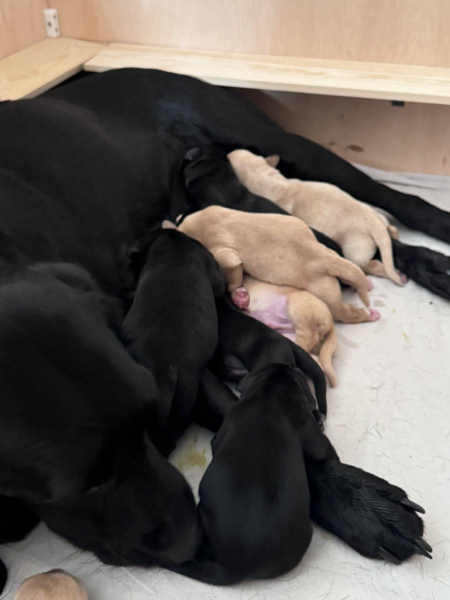 Puppies……. 9 Labrador puppies…… LUSH!!!
