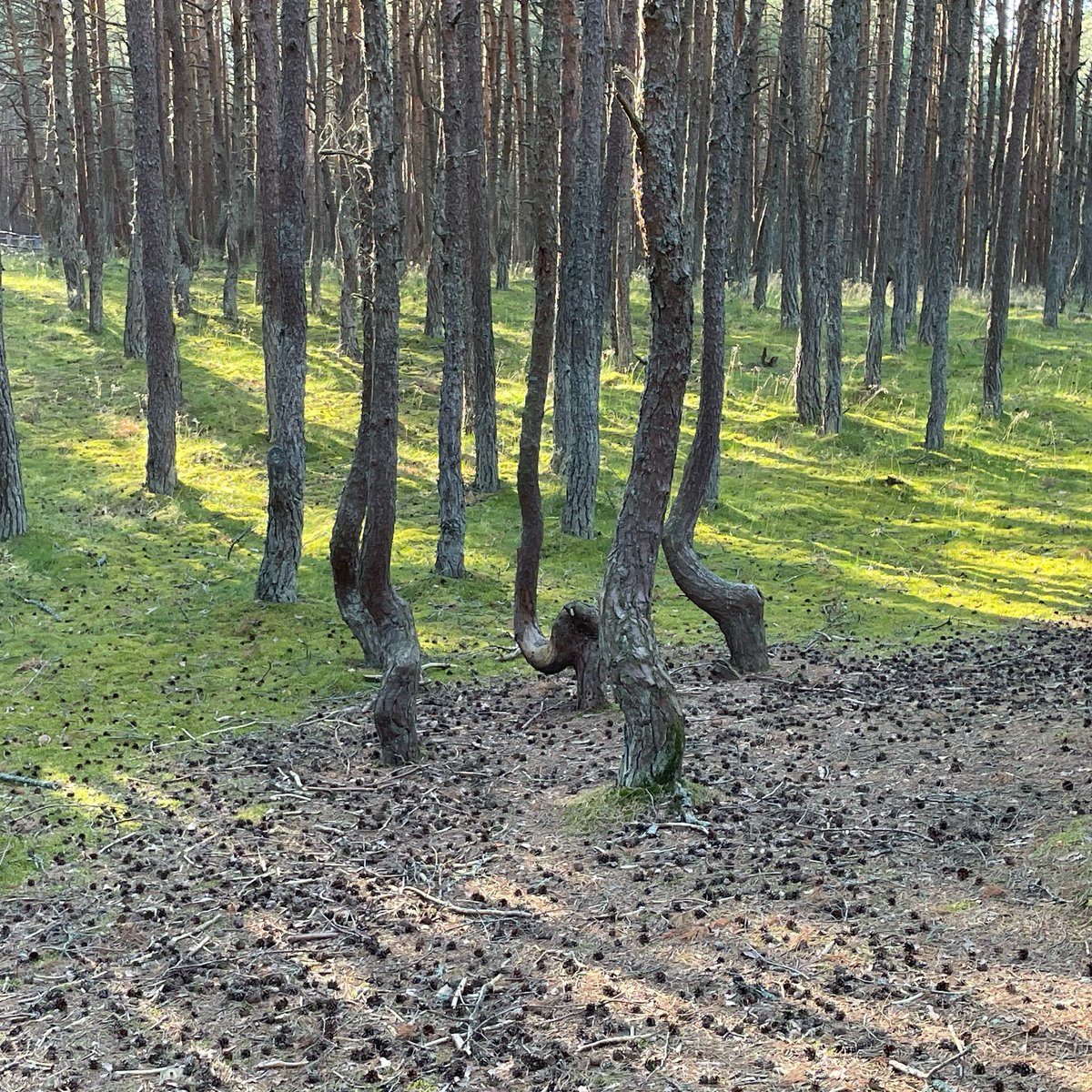 acheache's tweet image. Привет, #КуршскаяКоса! =)