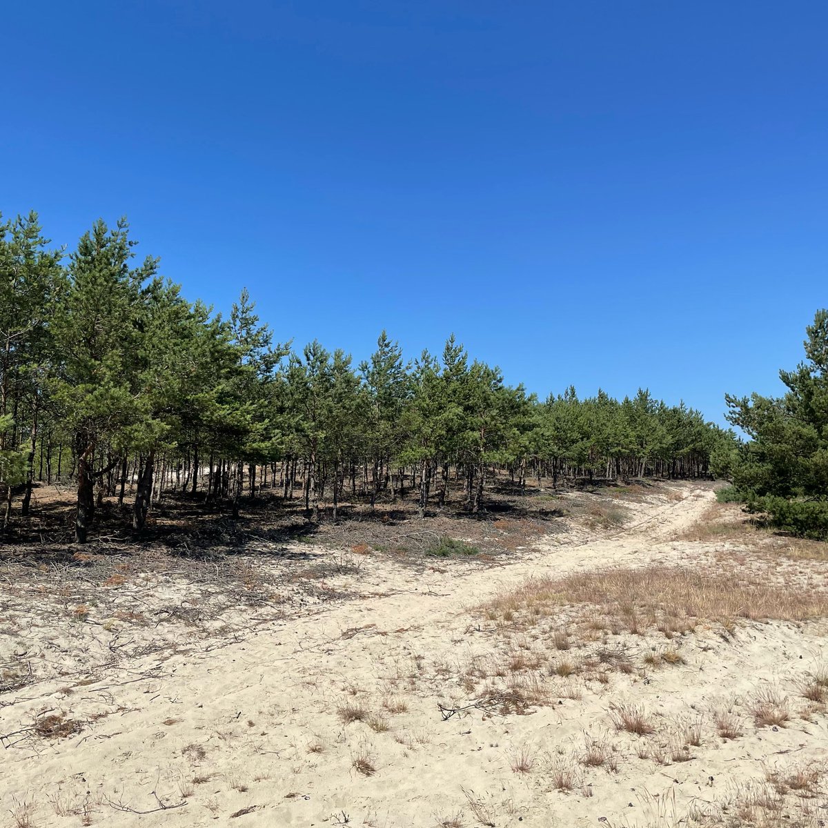 acheache's tweet image. Привет, #КуршскаяКоса! =)