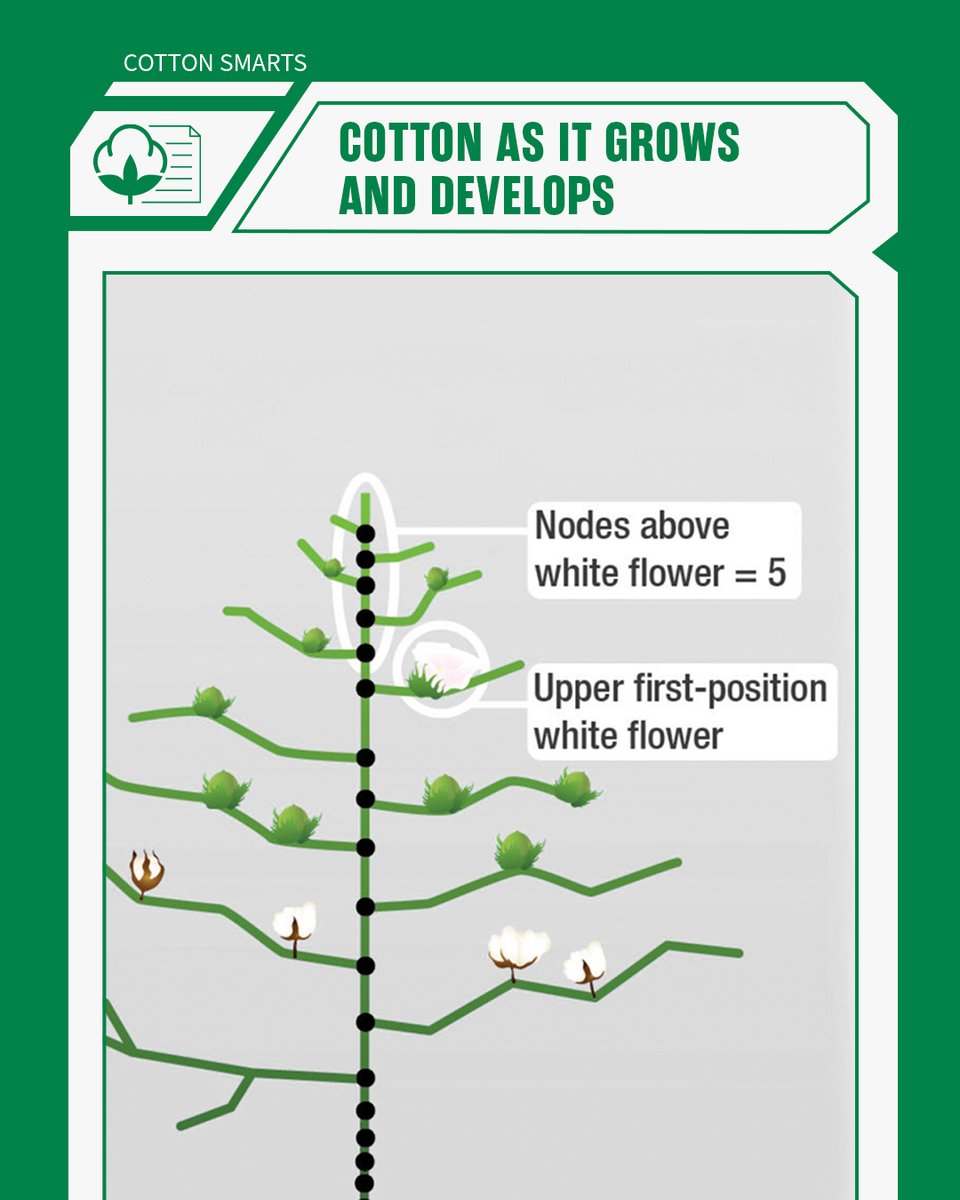 Cotton plants follow a set pattern of growth and development. Take a detailed look at that process, and get tips on optimizing stand establishment and managing plant nutrition. 🔎 deltapine.co/3VQnDOL

#StrongCotton #Deltapine