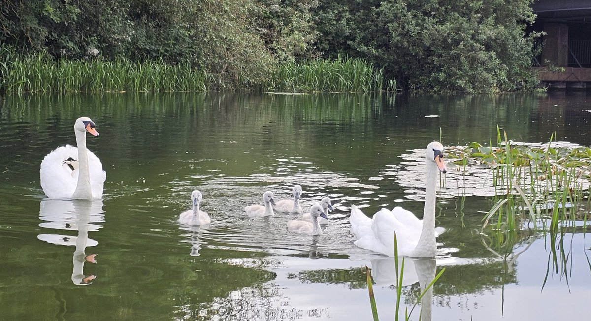 And the first royal procession of the year....of the swans and their gorgeous cygnets ❤️