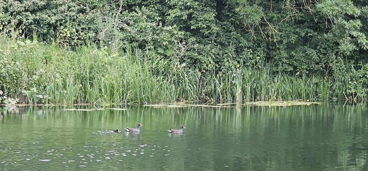 And I can't not mention the fluff ball of a baby Moorhen ❤️ he shouts and shouts and eventually has to paddle furiously after his parents...