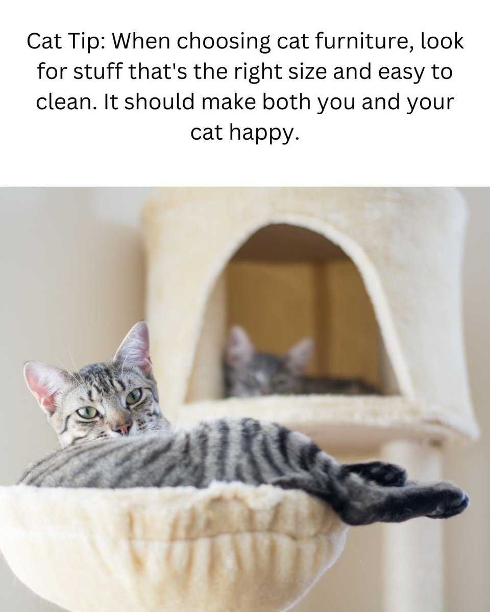 thecatsite's tweet photo. https://t.co/sdSHtIKLYS
