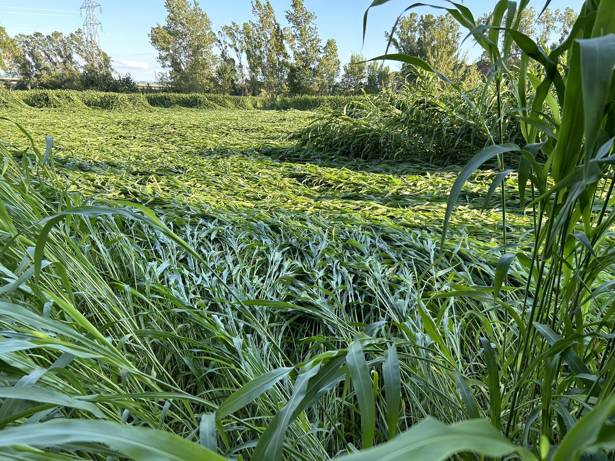 TeiaG2012's tweet image. Després d’una ploguda de quasi 30 l en poca estona avui a #VilobídOnyar, acompanyada de ràfegues de vent, així ha quedat planxat aquest #sorgo farratger, molt alt, que s’ensitjarà d’aquí a pocs dies… #efectedominó