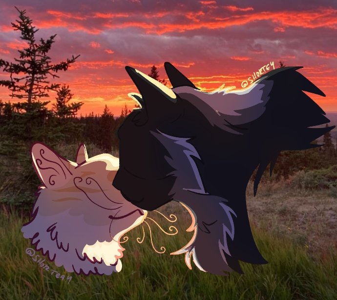 Okay, I drew them again and I am falling in love with them. (Darkstache warrior cats)