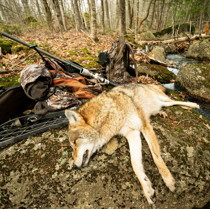NHCART's tweet photo. Deer hunters will often just shoot a #coyote if the animal wanders by their tree stand. Killing just for the sake of killing because deer hunters see coyotes as competition. That is how a simple primitive human mind operates. #EndPredatorPersecution #Coexist https://t.co/eN2gAiHMGR