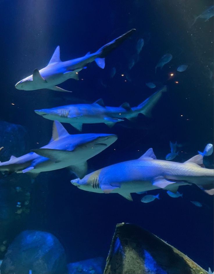 Buckleys4Lifer's tweet photo. "Shark infested letters"

• #BUDDIE SMAU •

Texas (Eddie) and Hershey (Buck) have been childhood penpals who unknowingly meet when one of the two joins the other at station house 118. Starts off in rocky waters, and then well.. You'll see.. https://t.co/ZCs3U7wrxm