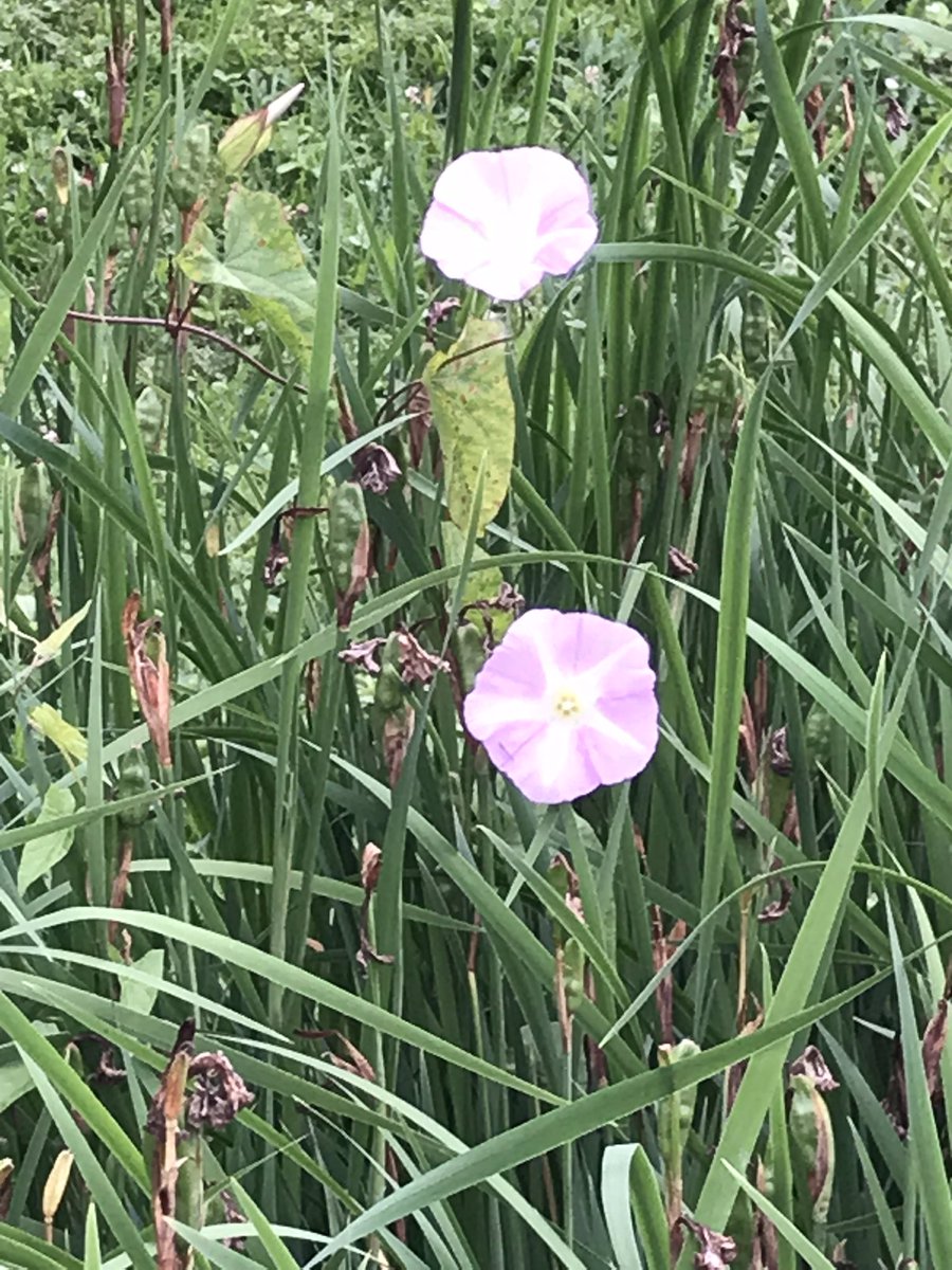 dawnymock's tweet image. #runview